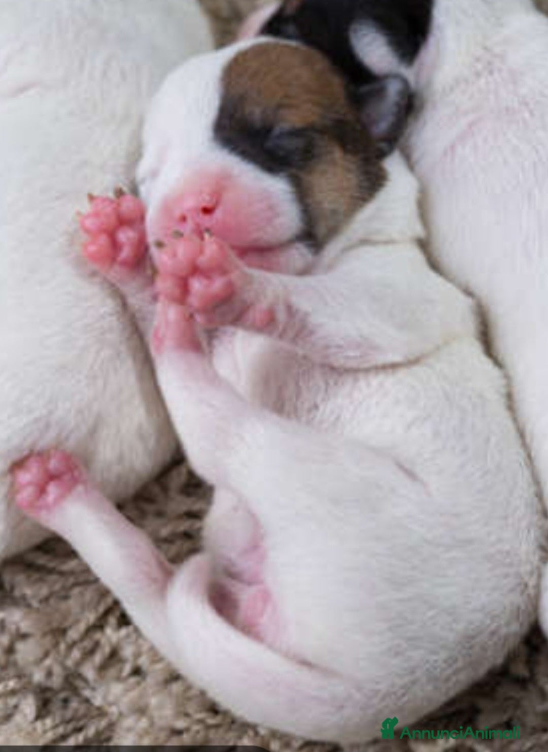 Jack Russell cani Gek russel toy nati il 05/05/2026 - Annuncio 1