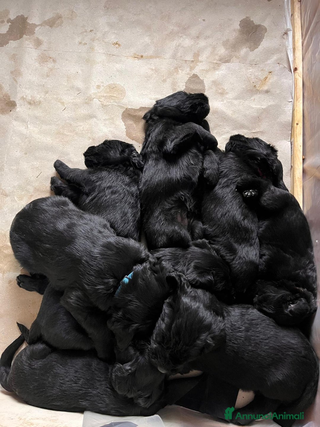 Schnauzer Gigante cani in vendita: cuccioli di Schnauzer gigante  - Annuncio 6