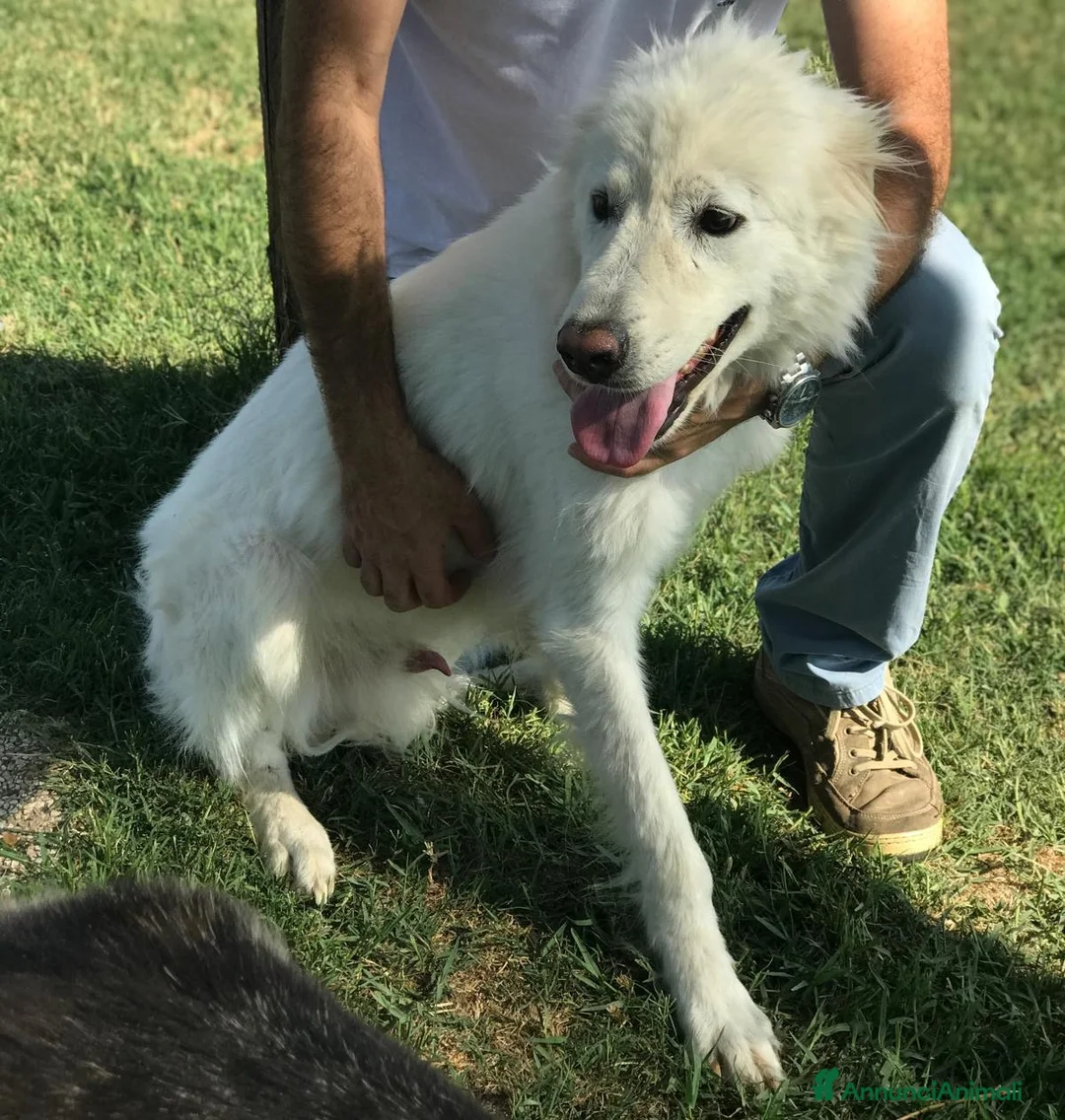 Pastore Maremmano cani in regalo:  OTONE giovanissimo  maremmano in canile a Provincia di Latina - Annuncio 4