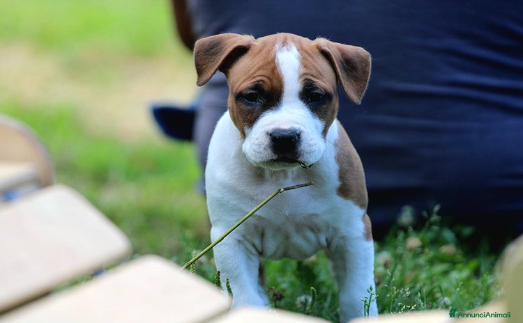 American Staffordshire cani a Provincia di Varese - Annuncio 1