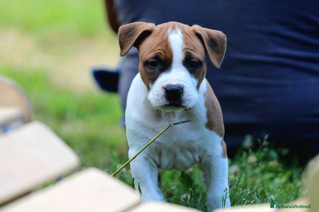 American Staffordshire cani in vendita: Disponibili ancora solo 3 maschietti!!! a Provincia di Varese - Immagine 1