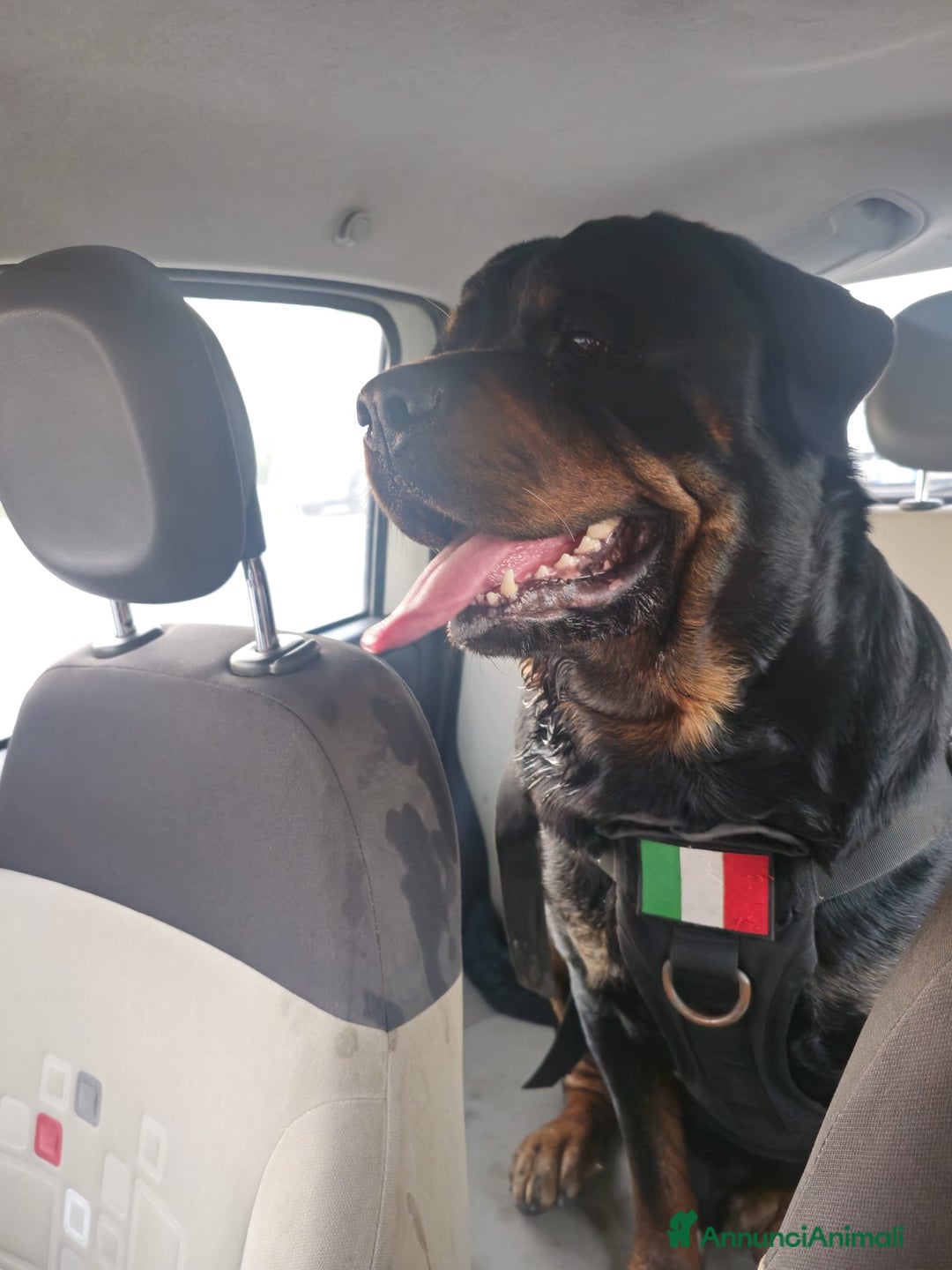 Rottweiler cani in vendita: Cuccioli rottweiler  - Annuncio 2