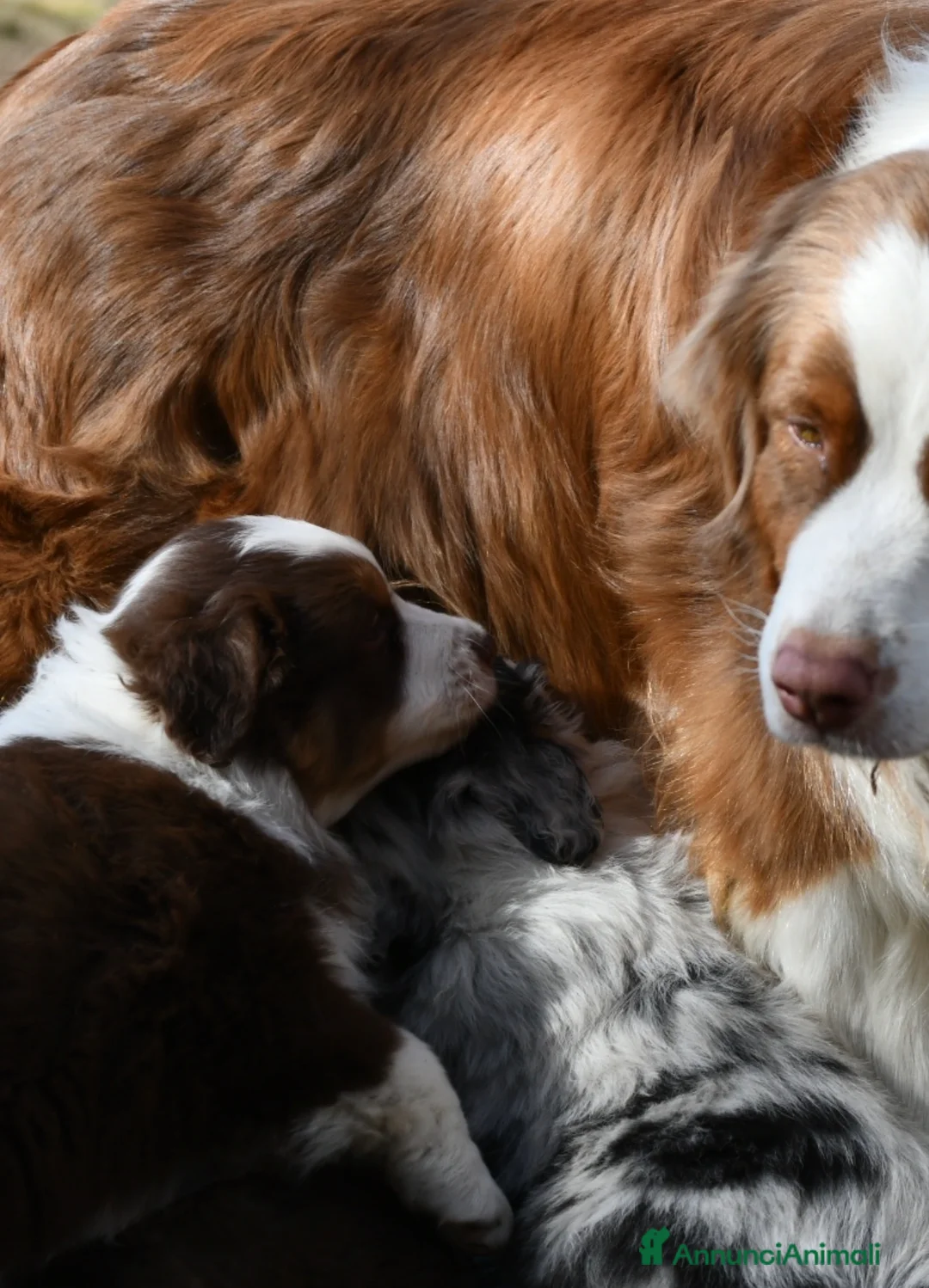 Australian Shepherd cani in vendita: Cuccioli di Pastore Australiano  - Annuncio 12