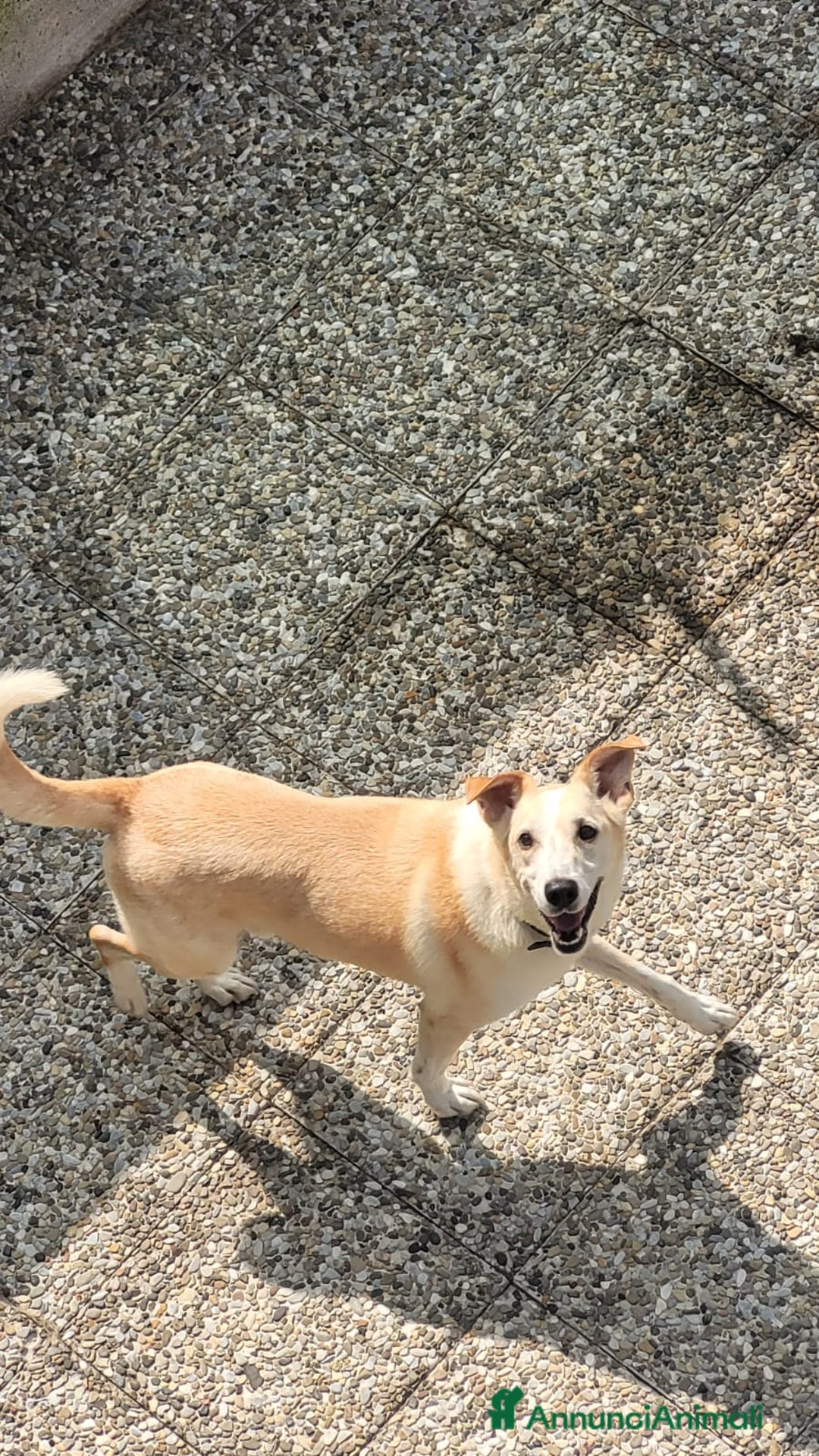 Meticcio cani in regalo: Splendido meticcio - CHARLIE - Annuncio 6