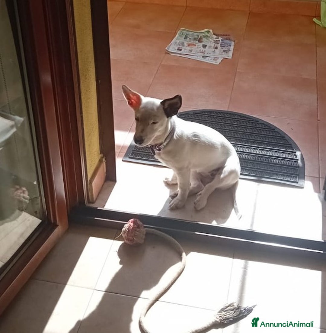 Meticcio cani in regalo: Alice taglia piccola, buona socievole affettuosa - Annuncio 3