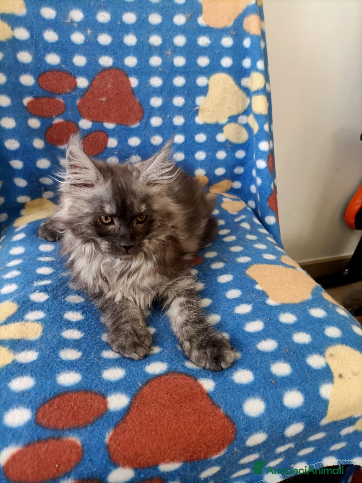 Maine Coon gatti Cucciolo Maine Coon - Annuncio 22