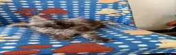 Maine Coon gatti in vendita: Cucciolo Maine Coon - Annuncio 1