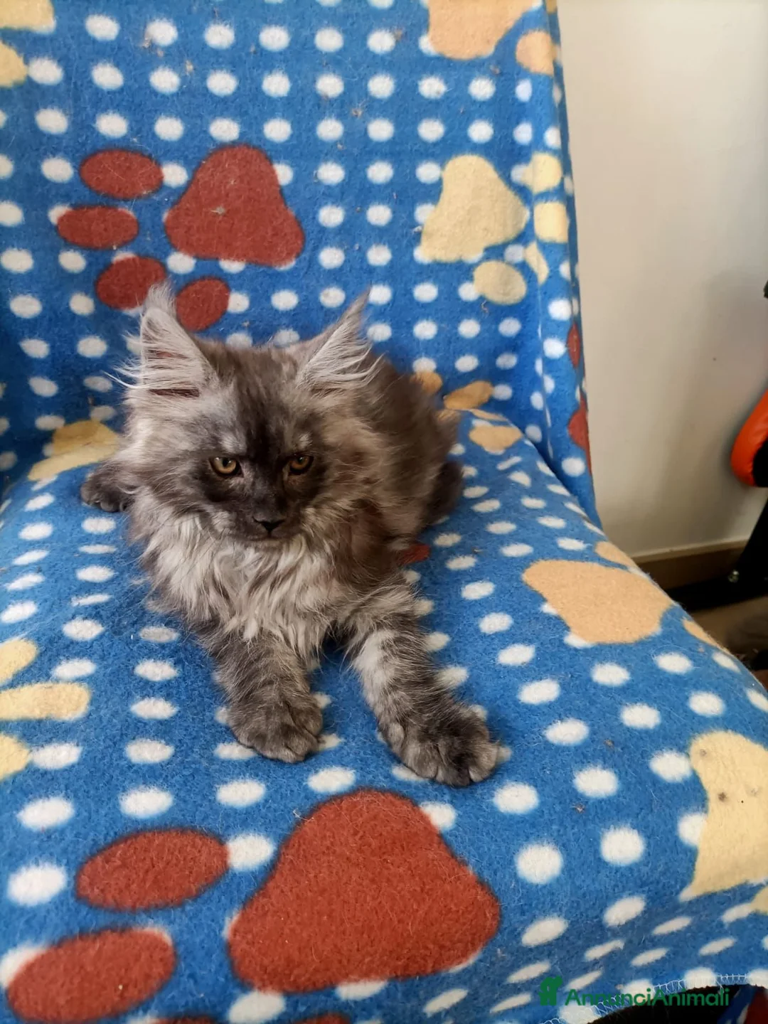 Maine Coon gatti in vendita: Cucciolo Maine Coon - Annuncio 1
