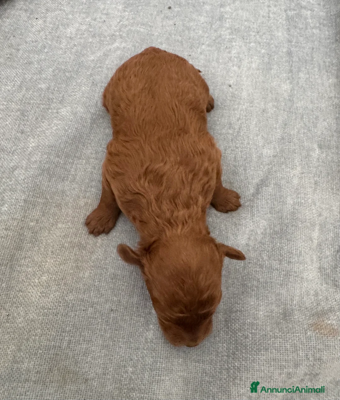 Barboncino Toy cani in vendita: Barboncini Toy red Abruzzo - Annuncio 9