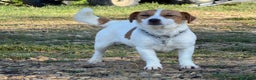 Jack Russell cani in vendita: Cuccioli Jack Russell  pelo liscio con pedigree - Annuncio 3