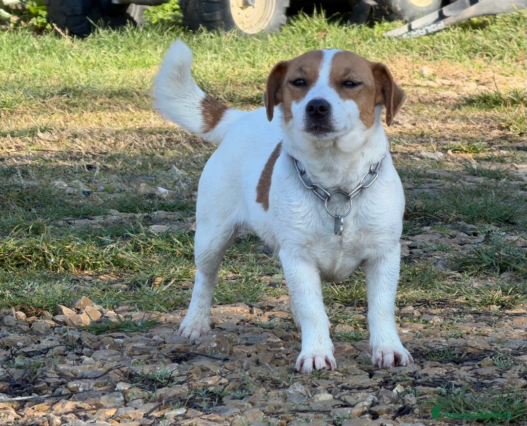 Jack Russell cani in vendita: Cuccioli Jack Russell  pelo liscio con pedigree - Annuncio 3