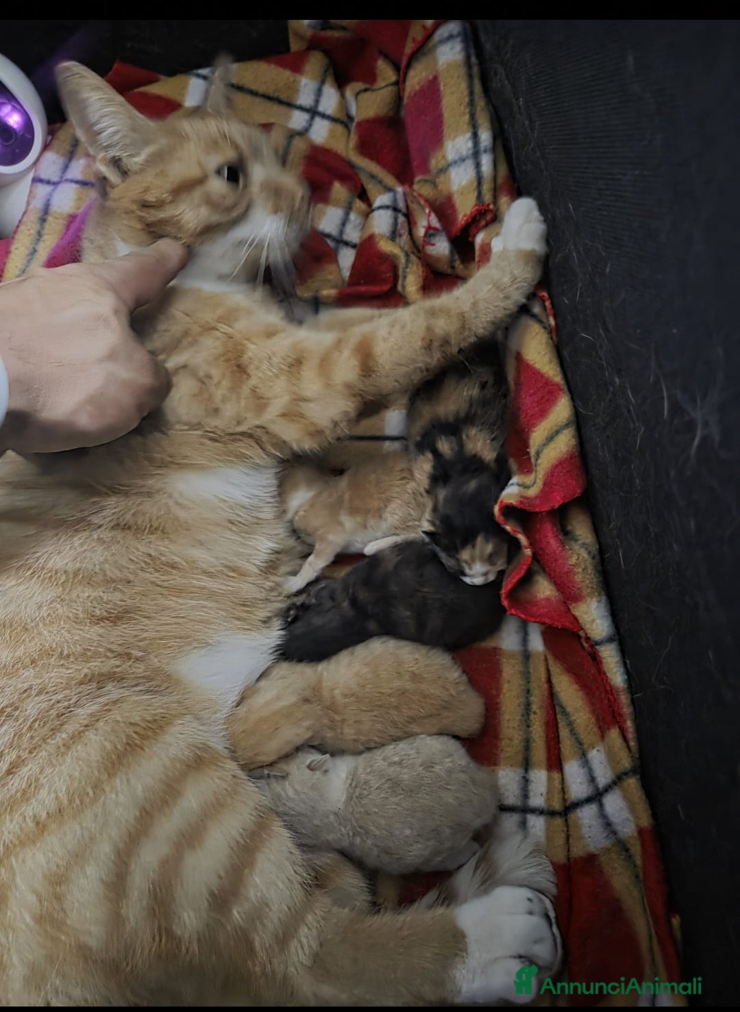 Meticcio gatti GATTINI - Annuncio 5