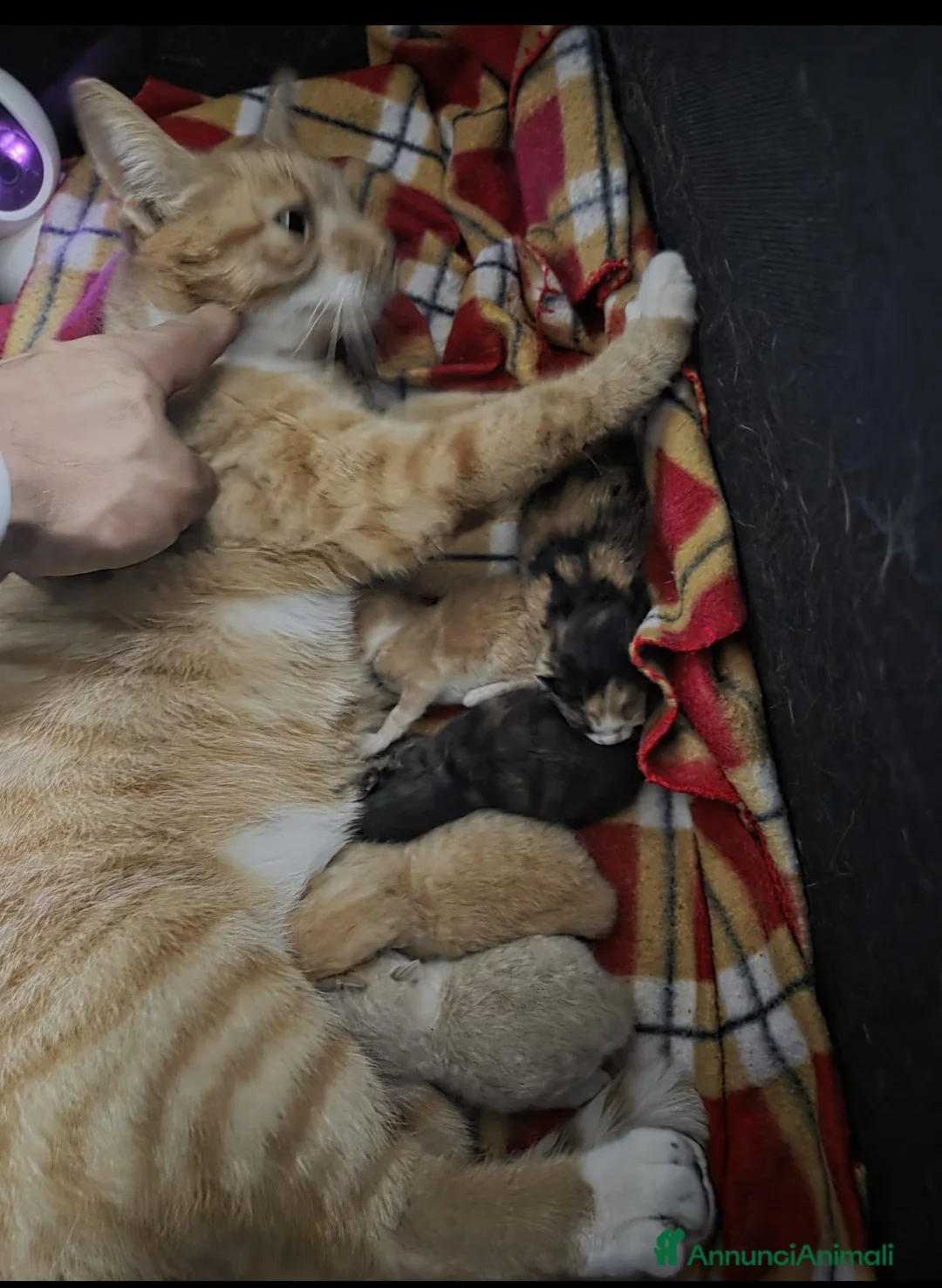 Meticcio gatti in regalo: GATTINI a Provincia di Monza e della Brianza - Annuncio 1