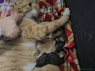 Meticcio gatti GATTINI - Annuncio 5