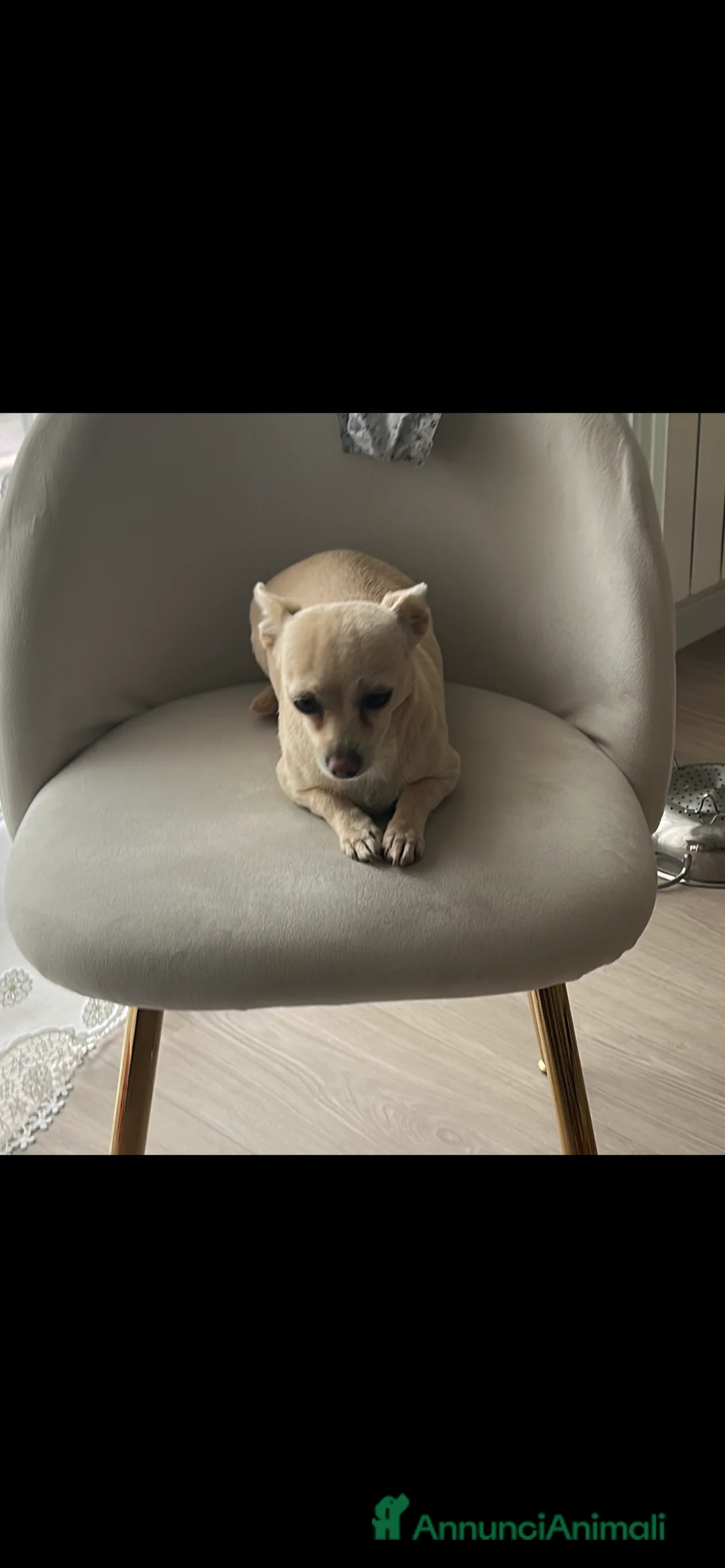 Chihuahua cani in regalo: Chihuahua deer head in regalo  - Annuncio 6