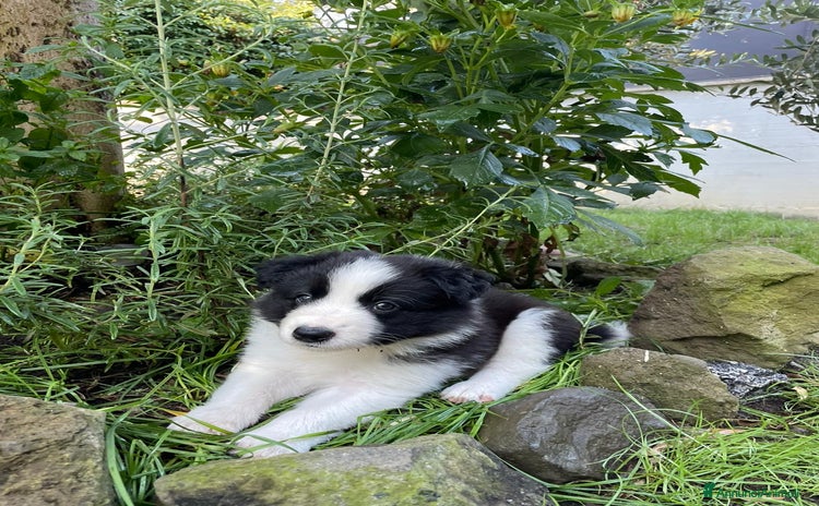 Border Collie cani a Città metropolitana di Roma Capitale - Annuncio 8