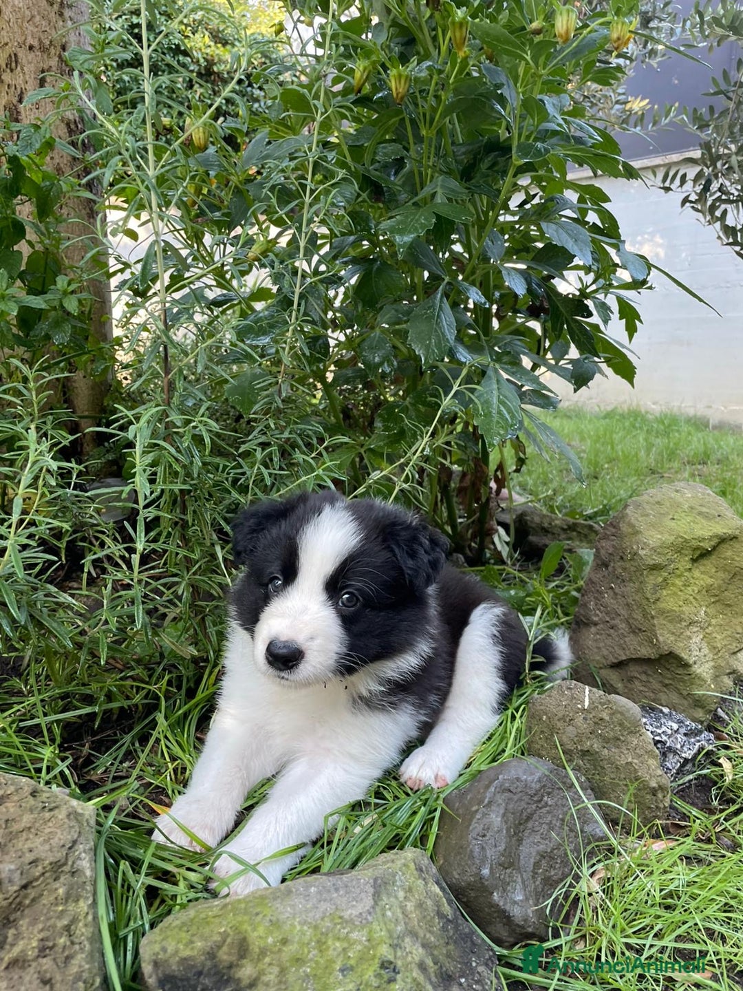 Border Collie cani in vendita: Cuccioli Border Collie Femmine  a Città metropolitana di Roma Capitale - Immagine 1