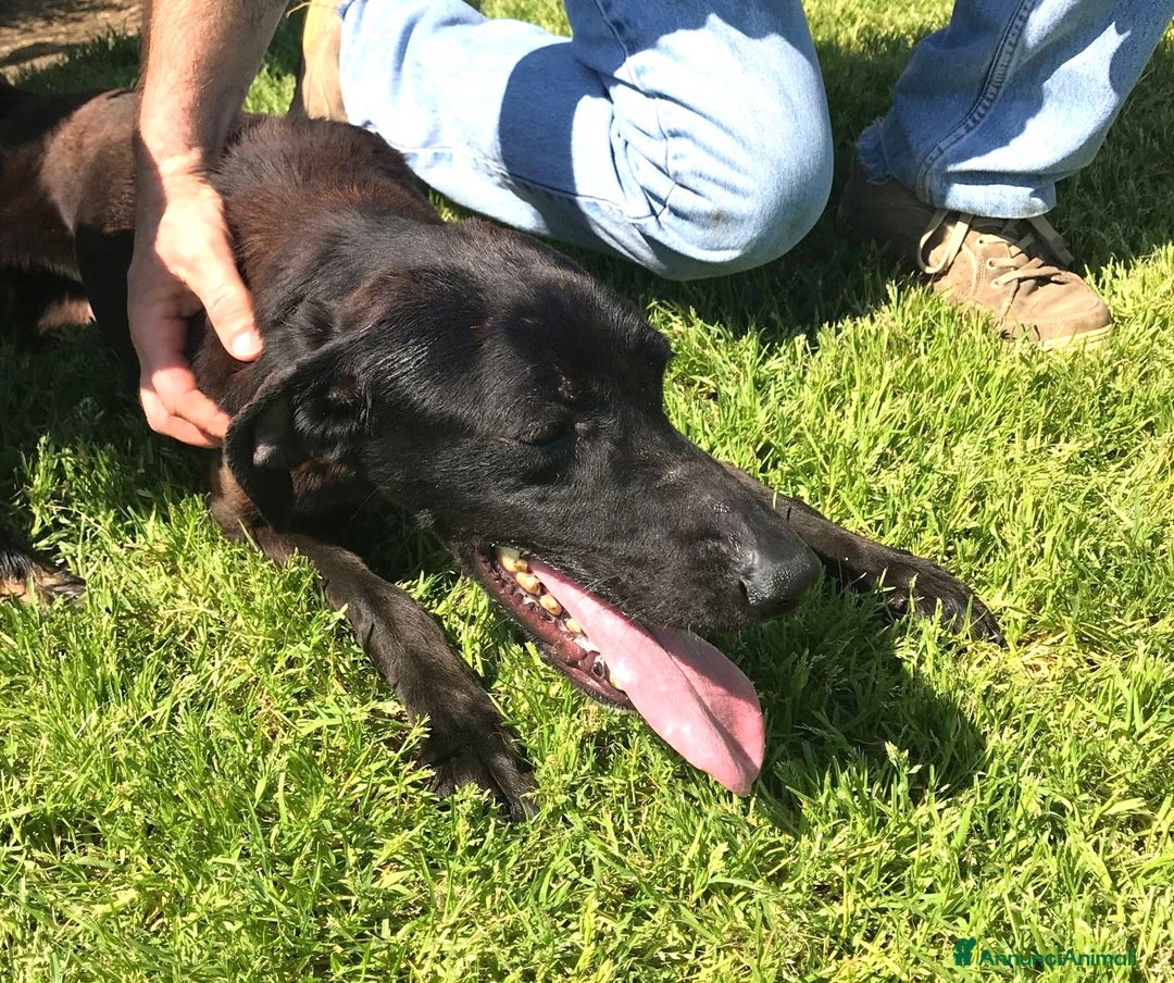 Meticcio cani in regalo: Cola giovanissima simil labrador a Provincia di Latina - Annuncio 3