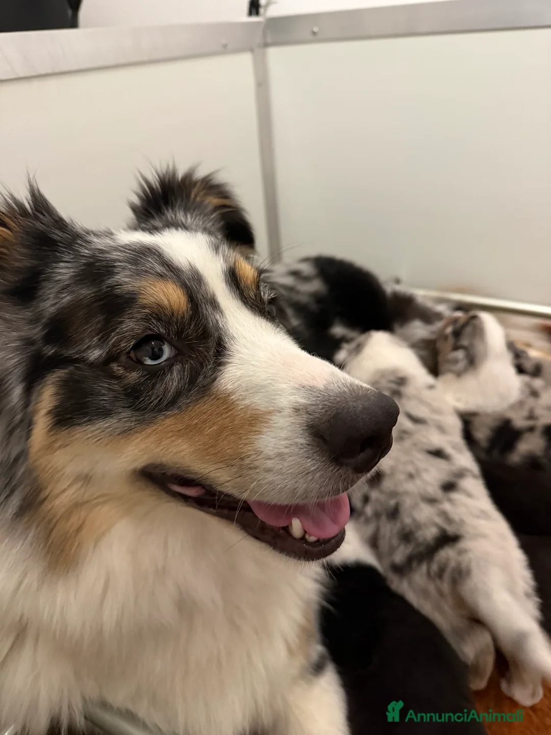 Australian Shepherd cani in vendita: Vendesi cuccioli di Australian shepherd - pedigree - Annuncio 1