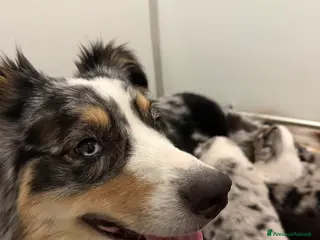 Australian Shepherd cani Vendesi cuccioli di Australian shepherd - pedigree - Annuncio 4