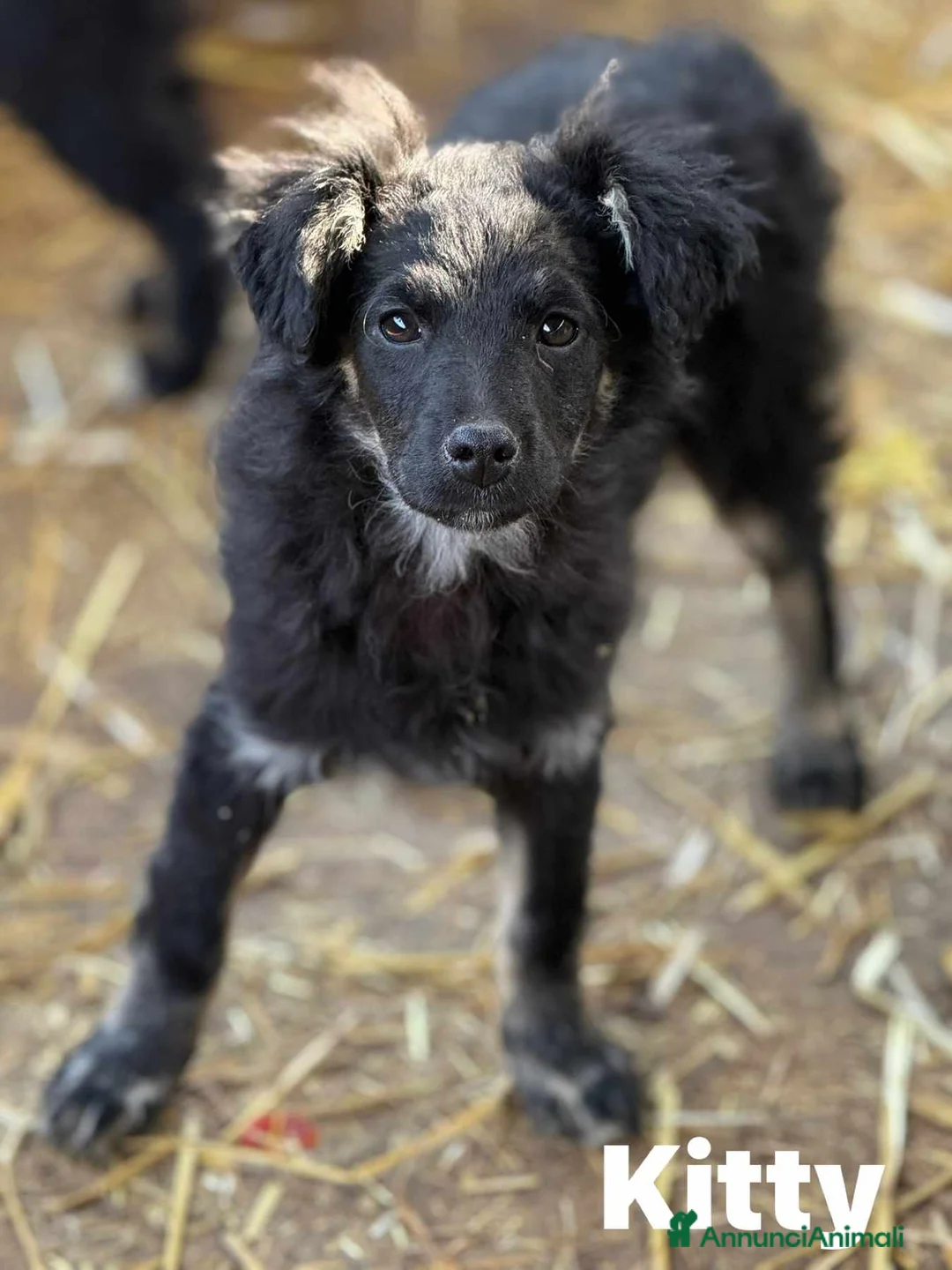 Meticcio cani in regalo: KITTY, cucciola buonissima dimenticata da tutti! - Annuncio 2