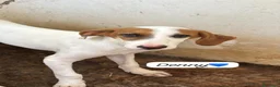 Meticcio cani in regalo: OLIVER E DENNY - Annuncio 3