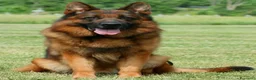 Pastore Tedesco cani in vendita: Cuccioli di pastore tedesco. unica femmina - Annuncio 6