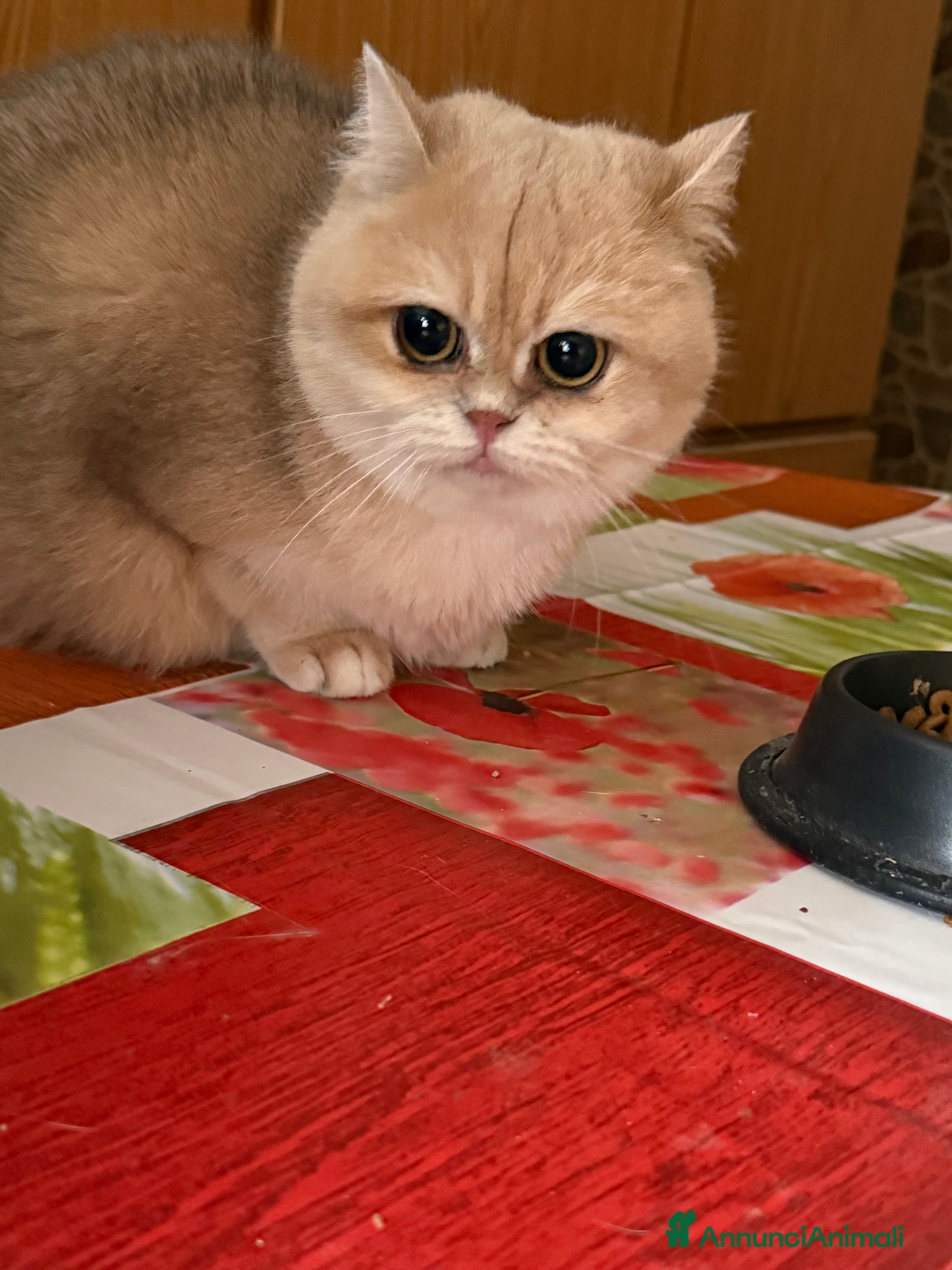 British gatti British femmina blu golden  - Annuncio 12