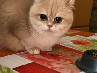 British gatti British femmina blu golden - Annuncio 40