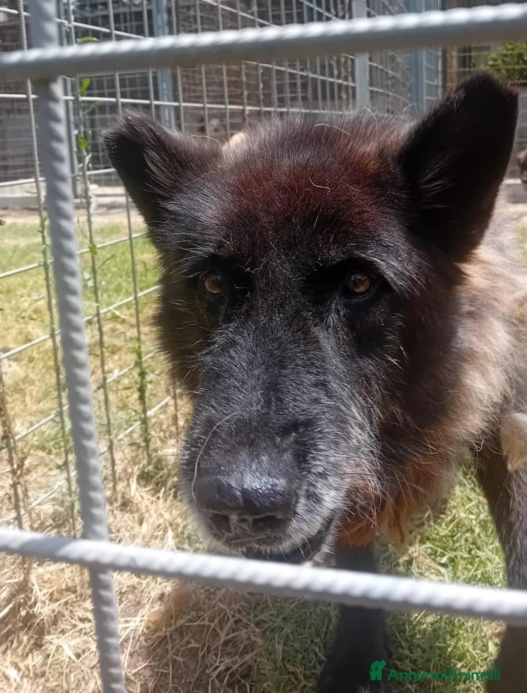 Meticcio cani in regalo: Gioacchino, adozione del cuore - Annuncio 4