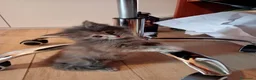 Maine Coon gatti in vendita: Maine Coon - Annuncio 2