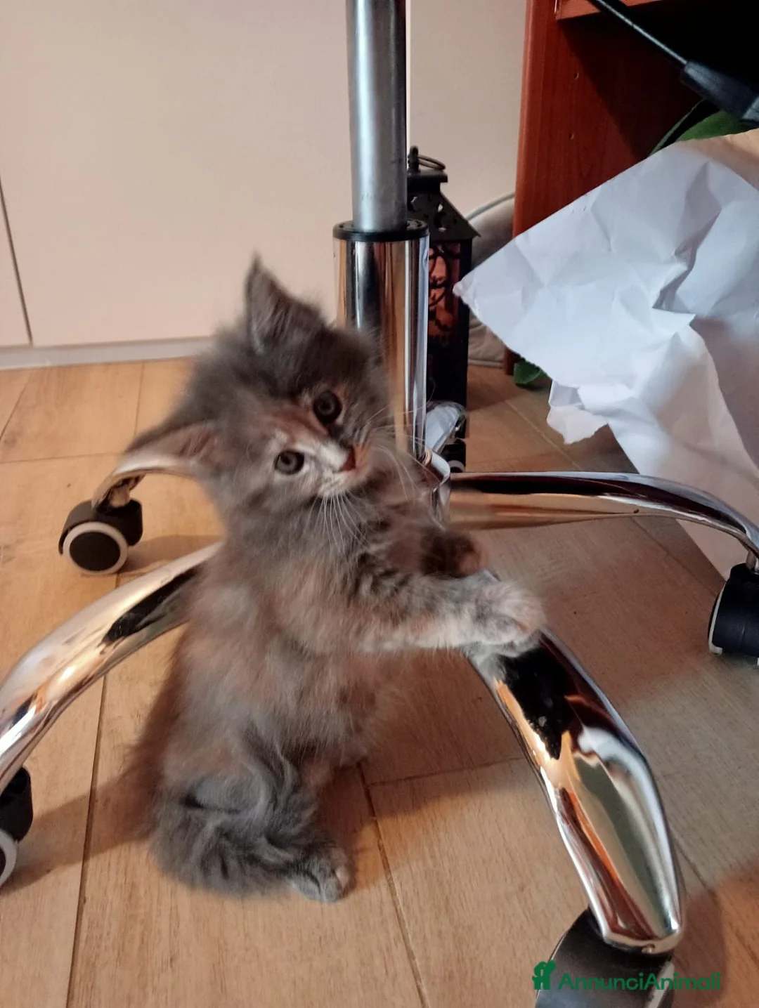 Maine Coon gatti in vendita: Maine Coon - Annuncio 2