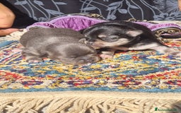 Chihuahua cani in vendita: Cuccioli di  chihuahua  a Città Metropolitana di Torino - Immagine 2