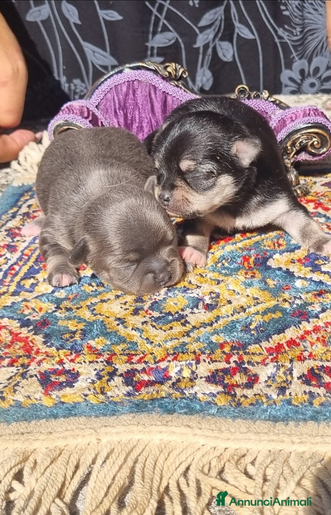 Chihuahua cani in vendita: Cuccioli di  chihuahua  a Città Metropolitana di Torino - Immagine 2