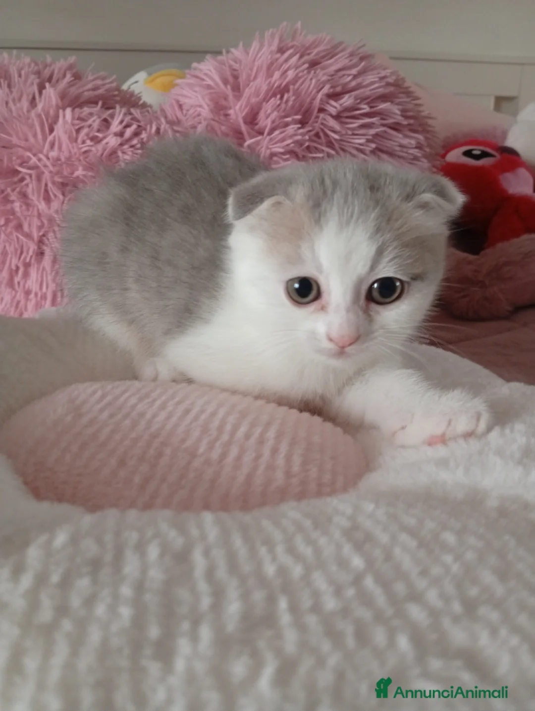 Scottish gatti in vendita: Scottish fold - Annuncio 6