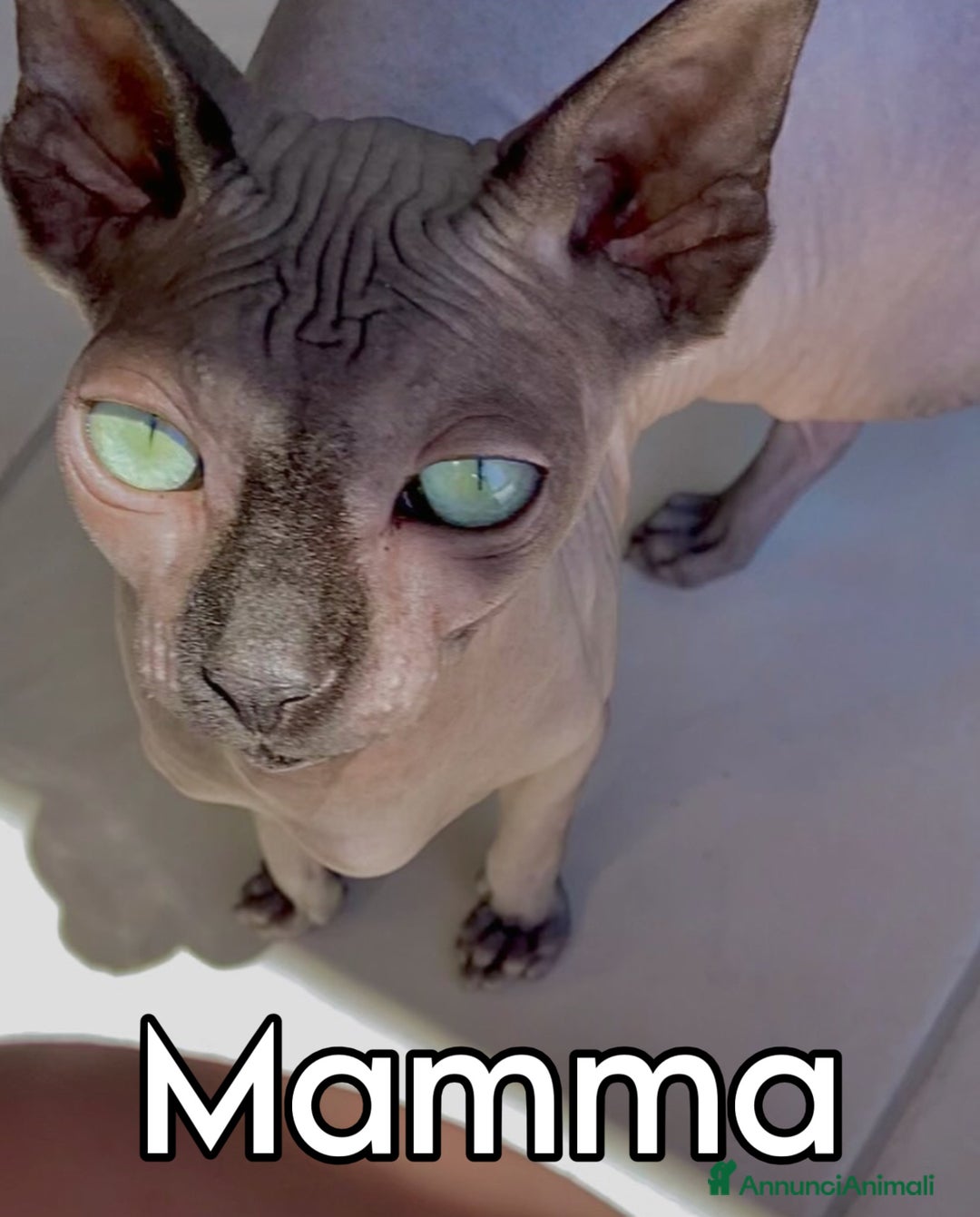Sphynx gatti in vendita: Cuccioli canadian sphynx con pedigree - Annuncio 4