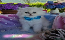 British gatti in vendita: Cuccioli British Golden e Silver a Provincia di Bergamo - Immagine 4