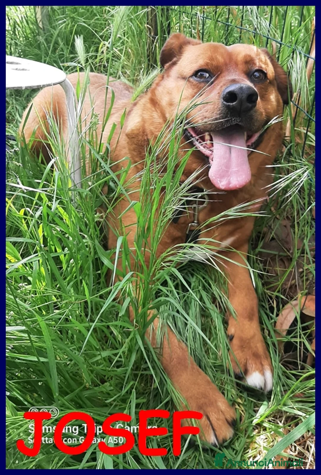 Meticcio cani in regalo: JOSEF 5 ANNI, PATATONE ADOTTATO DA CUCCIOLO E RIMA a Genova - Annuncio 1