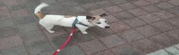 Jack Russell cani in vendita: Jack Russo già addestrato cerca casa  - Annuncio 2