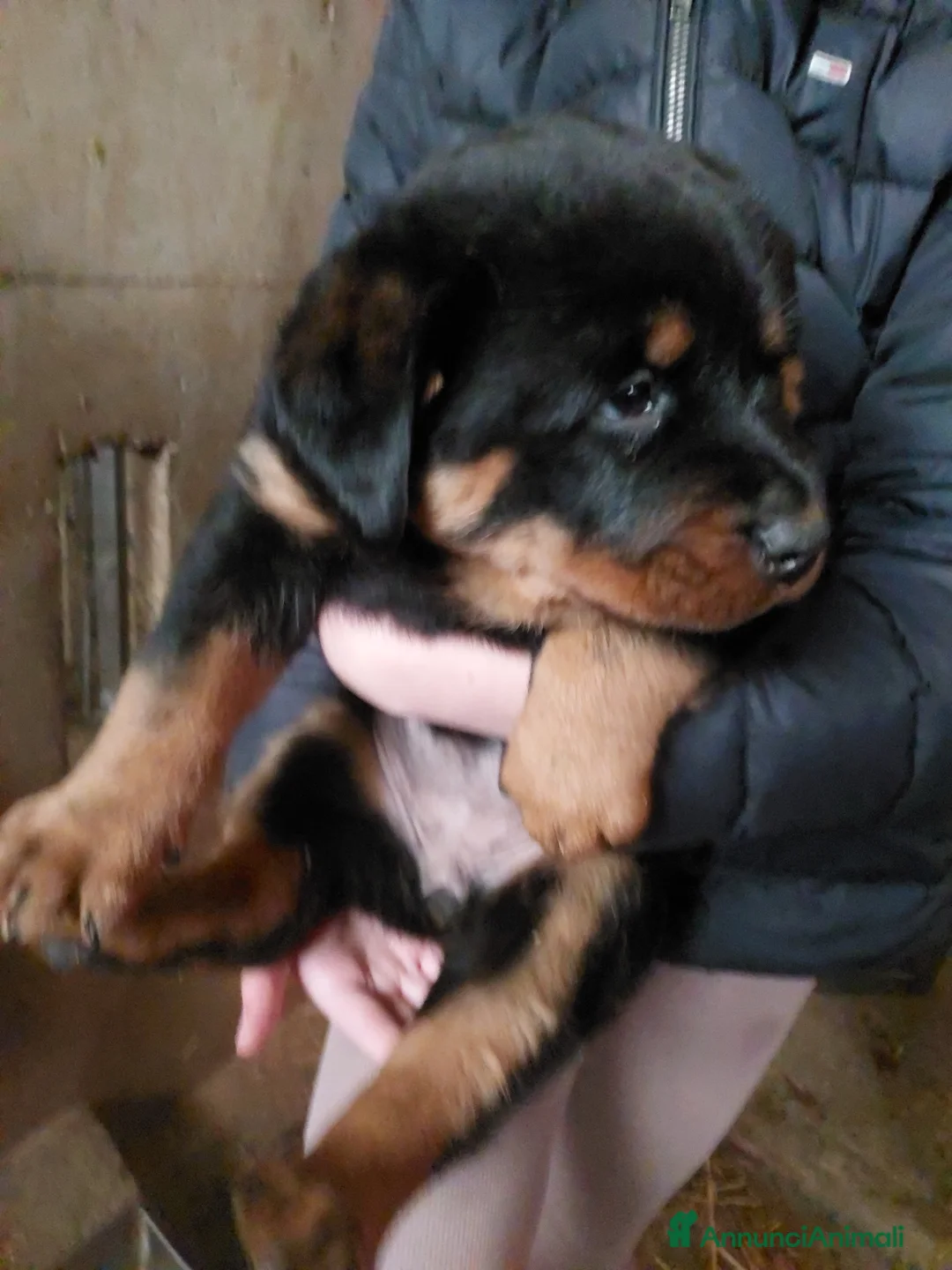 Rottweiler cani in vendita: Cuccioli di ROTTWEILER  - Annuncio 4