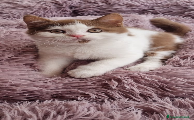 British gatti - Annuncio 1