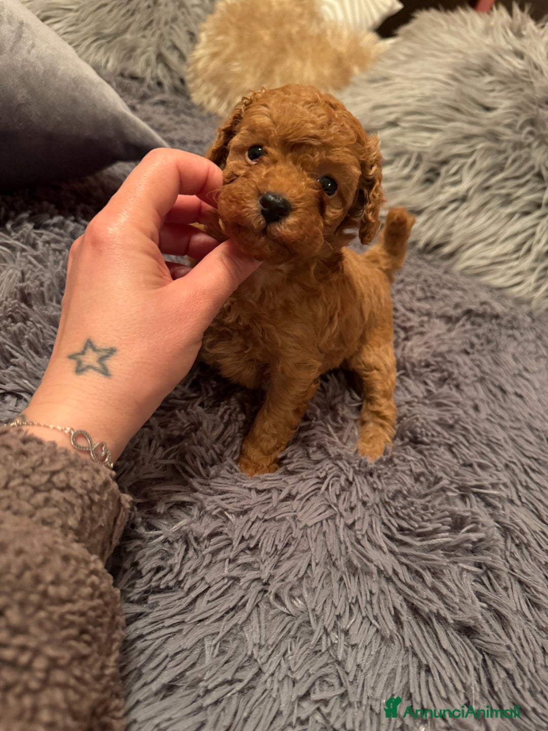 Barboncino cani in vendita: Cuccioli di barboncino - Annuncio 2