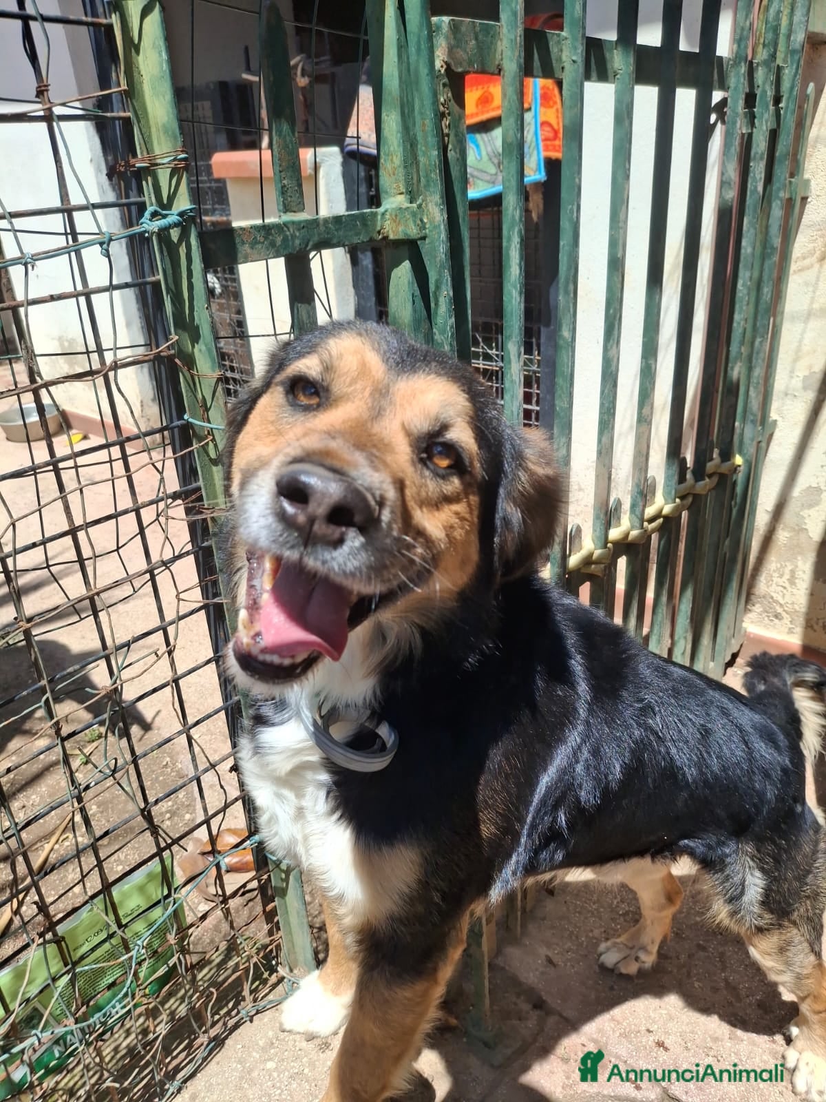 Meticcio cani Gigio: 2 anni, socievole, equilibrato - Annuncio 4