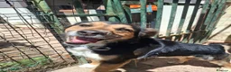 Meticcio cani in regalo: Gigio: 2 anni, socievole, equilibrato - Annuncio 1