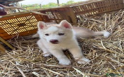 Husky cani in vendita: Husky Siberian  a Provincia di Cosenza - Immagine 6