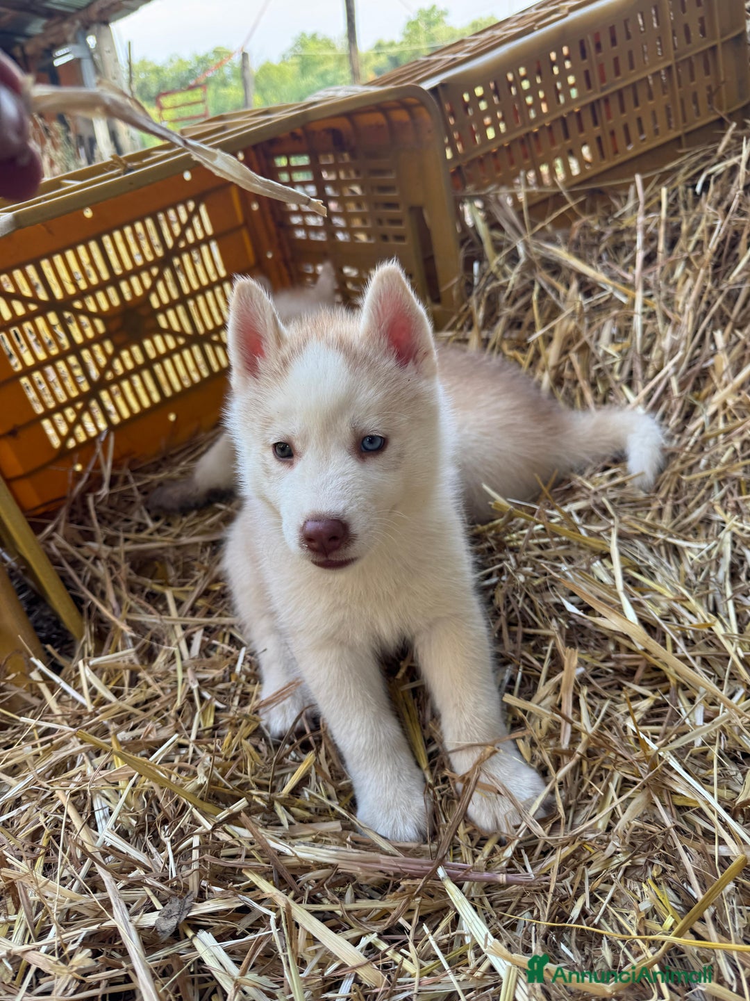 Husky cani in vendita: Husky Siberian  a Provincia di Cosenza - Immagine 6