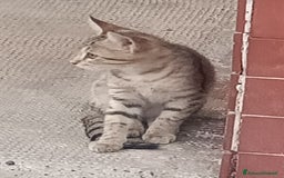 Meticcio gatti in regalo: Gattino di circa 3 mesi a Province of Alessandria - Immagine 4