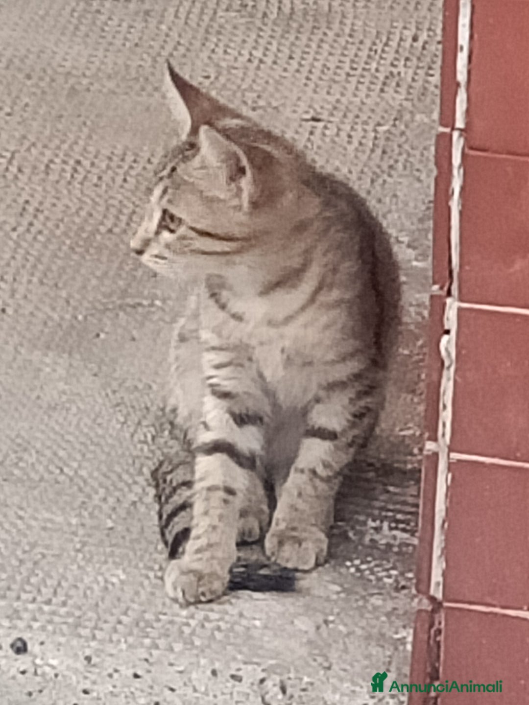 Meticcio gatti in regalo: Gattino di circa 3 mesi a Province of Alessandria - Immagine 4