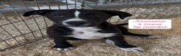 Meticcio cani in regalo: Meticci dimenticati da tutti  a Provincia di Pavia - Annuncio 7