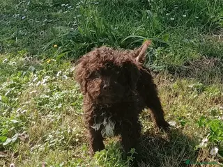 Lagotto cani Cucciolo di Lagotto Romagnolo con Pedigree Roi - Annuncio 15